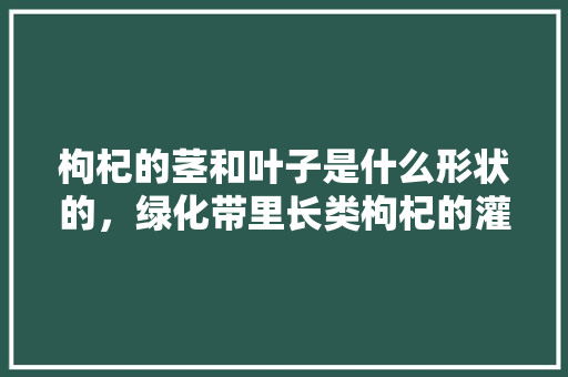 枸杞的茎和叶子是什么形状的，绿化带里长类枸杞的灌木叫什么。