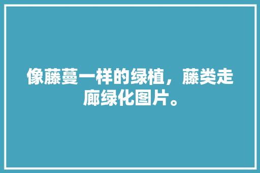 像藤蔓一样的绿植，藤类走廊绿化图片。