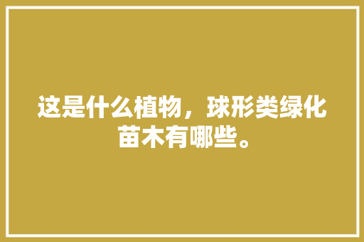 这是什么植物，球形类绿化苗木有哪些。