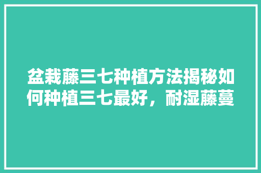 盆栽藤三七种植方法揭秘如何种植三七最好，耐湿藤蔓类植物垂直绿化的原因。