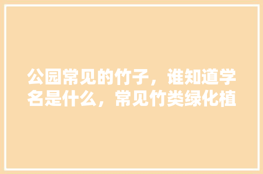 公园常见的竹子，谁知道学名是什么，常见竹类绿化植物。