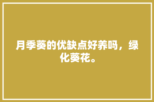 月季葵的优缺点好养吗，绿化葵花。