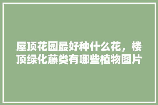 屋顶花园最好种什么花，楼顶绿化藤类有哪些植物图片。