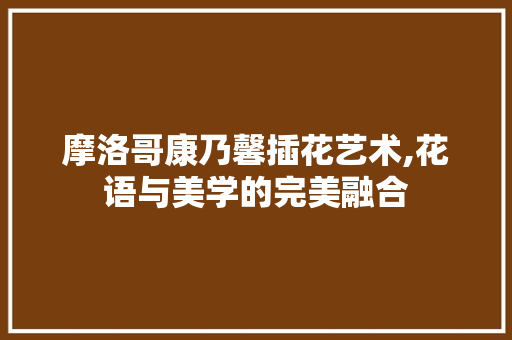 摩洛哥康乃馨插花艺术,花语与美学的完美融合