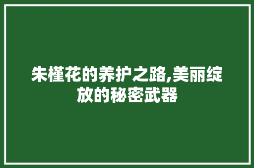 朱槿花的养护之路,美丽绽放的秘密武器