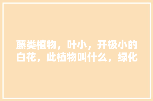 藤类植物，叶小，开极小的白花，此植物叫什么，绿化小叶藤类植物有哪些。