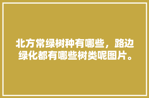 北方常绿树种有哪些，路边绿化都有哪些树类呢图片。
