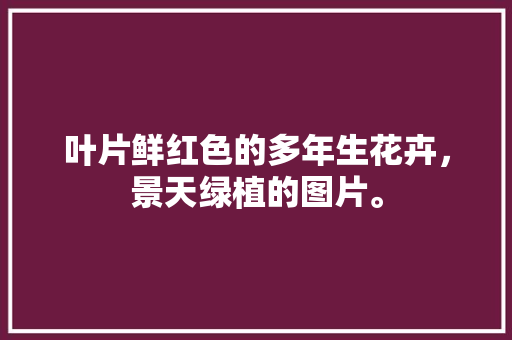 叶片鲜红色的多年生花卉，景天绿植的图片。