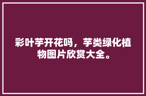 彩叶芋开花吗，芋类绿化植物图片欣赏大全。