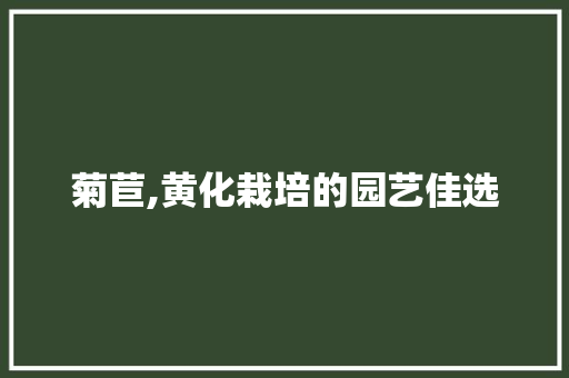 菊苣,黄化栽培的园艺佳选 病虫防治