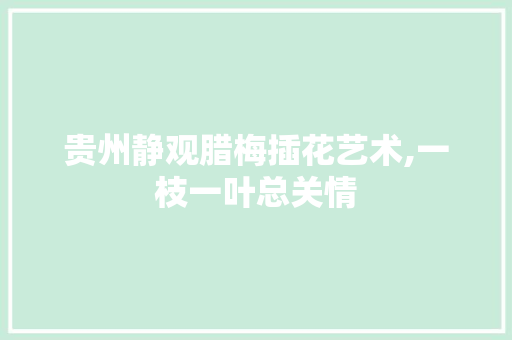 贵州静观腊梅插花艺术,一枝一叶总关情