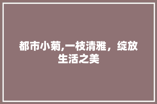 都市小菊,一枝清雅，绽放生活之美