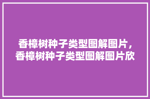 香樟树种子类型图解图片，香樟树种子类型图解图片欣赏。  第1张 香樟树种子类型图解图片，香樟树种子类型图解图片欣赏。 花木行情