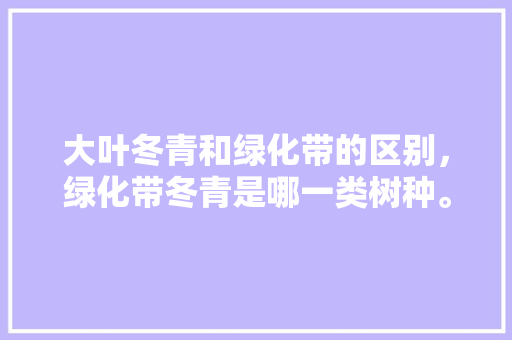 大叶冬青和绿化带的区别，绿化带冬青是哪一类树种。