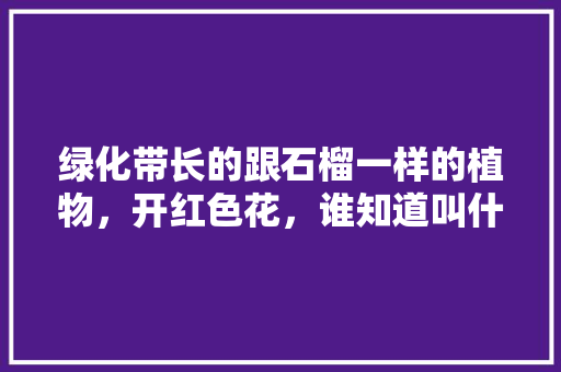 绿化带长的跟石榴一样的植物，开红色花，谁知道叫什么名字啊，绿化香蕉能吃吗。