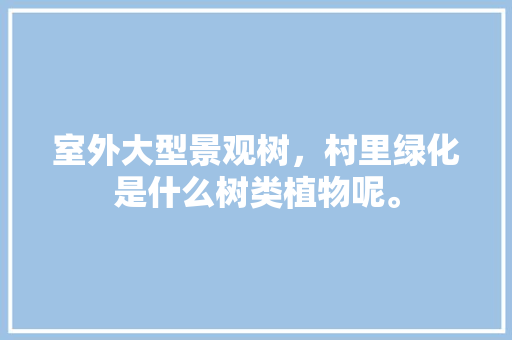 室外大型景观树，村里绿化是什么树类植物呢。