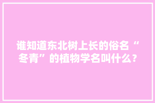 谁知道东北树上长的俗名“冬青”的植物学名叫什么？有资料吗？谢谢，冬青类绿化植物有哪些。