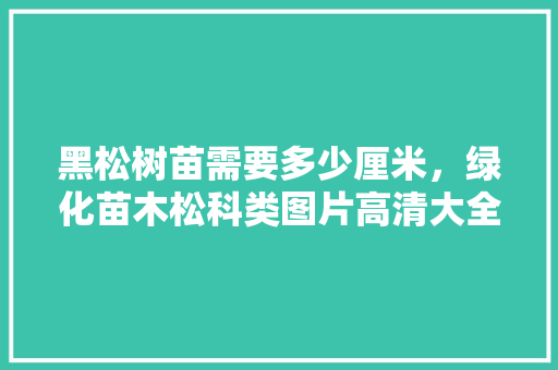 黑松树苗需要多少厘米，绿化苗木松科类图片高清大全。