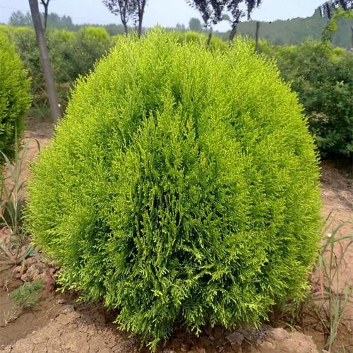 常见的路边绿化树,园林绿化类题目有哪些。 种植技术 常见的路边绿化树,园林绿化类题目有哪些。 第2张 常见的路边绿化树,园林绿化类题目有哪些。 种植技术