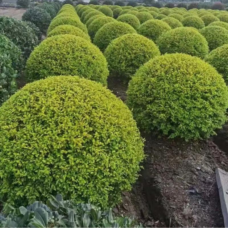 绿化苗木属建筑材料吗，绿化苗木属于哪一类的植物。