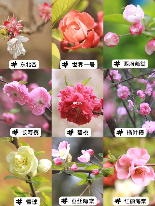 海棠树介绍，绿化海棠属于什么类植物。
