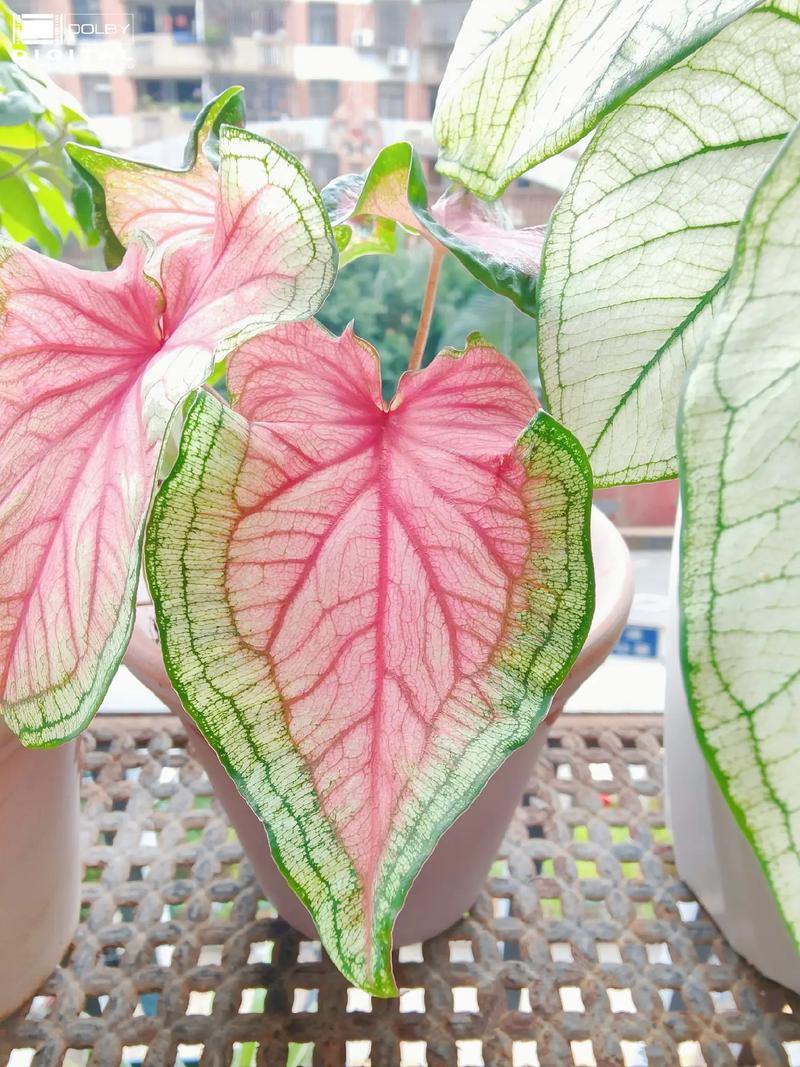 彩叶芋开花吗，芋类绿化植物图片欣赏大全。