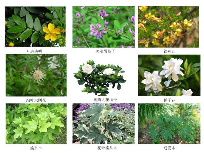 十种常绿木本芳香植物，越南城市绿化树类排名榜。