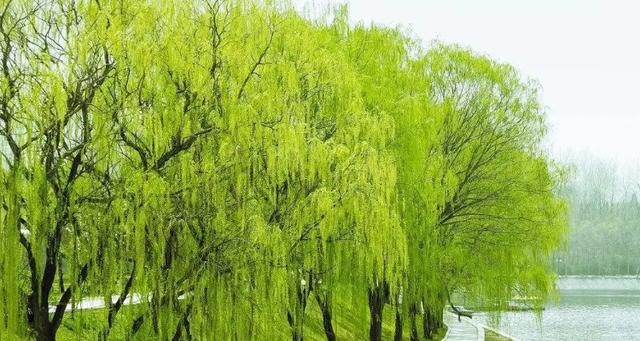 柳树属于植物吗，柳树是绿化树类吗图片大全。