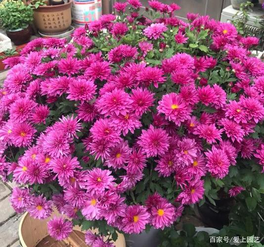 最适合夏天种植的花草品种有哪些,绿化种植菊类品种有哪些图片。 种植技术 最适合夏天种植的花草品种有哪些,绿化种植菊类品种有哪些图片。 第2张 最适合夏天种植的花草品种有哪些,绿化种植菊类品种有哪些图片。 种植技术