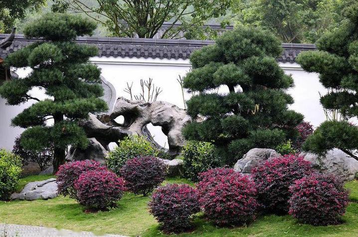 中山古镇文化公园有什么树，中山工程类园林绿化植物有哪些。