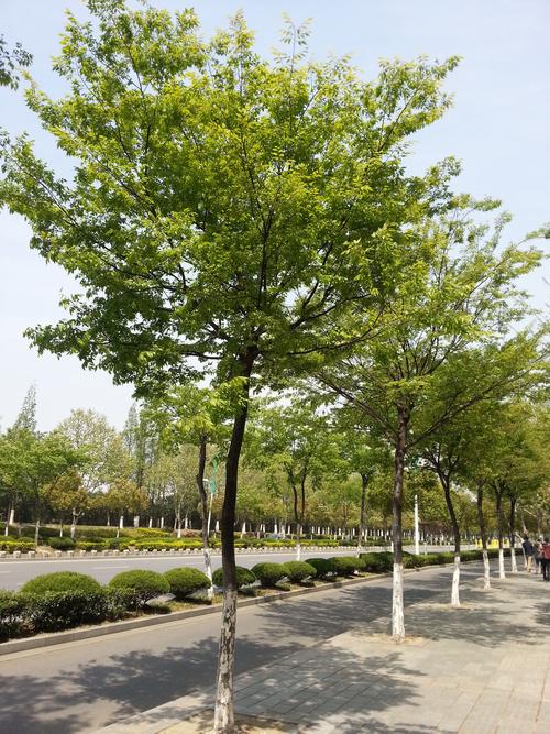一般马路两边的绿化树是什么树,公路绿化都是什么树类种的。 果苗类 一般马路两边的绿化树是什么树,公路绿化都是什么树类种的。 第2张 一般马路两边的绿化树是什么树,公路绿化都是什么树类种的。 果苗类