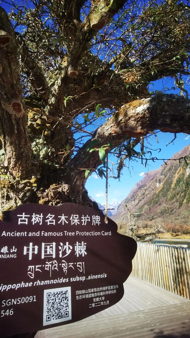 我们这里的土地都是山地，可以种植沙棘果树吗？收益会怎么样，沙棘类绿化方案怎么写的。