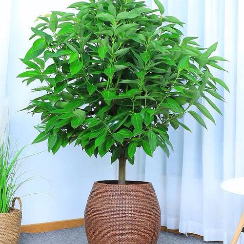 北方庭院四季～植物，室内绿化有多少种树类图片。
