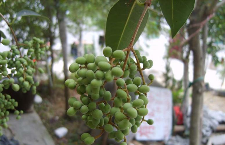 谁知道东北树上长的俗名“冬青”的植物学名叫什么？有资料吗？谢谢，冬青类绿化植物有哪些。