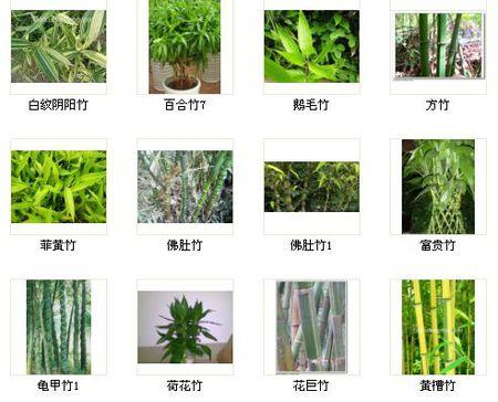 竹子分几种，园林绿化竹类分为几类类型。