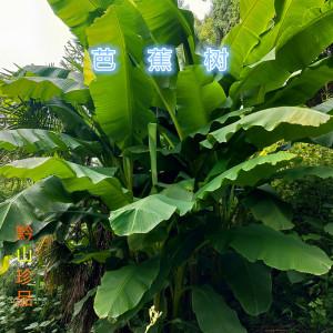 芭蕉扇树适合庭院种植吗，芭蕉类绿化树图片。