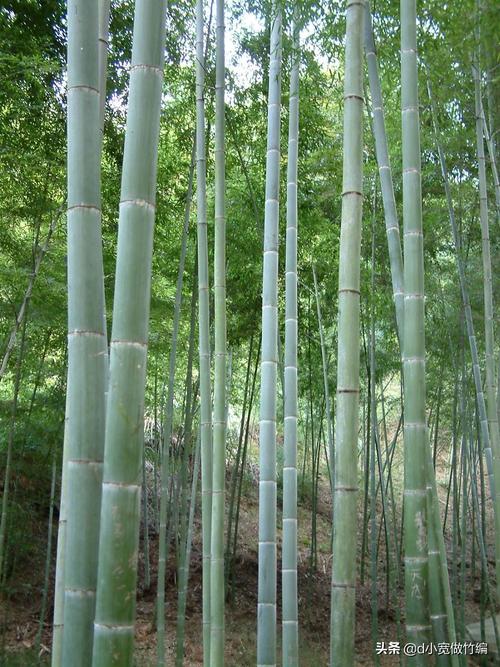 适合北方的竹子有什么品种，北方常见绿化竹类有哪些品种。