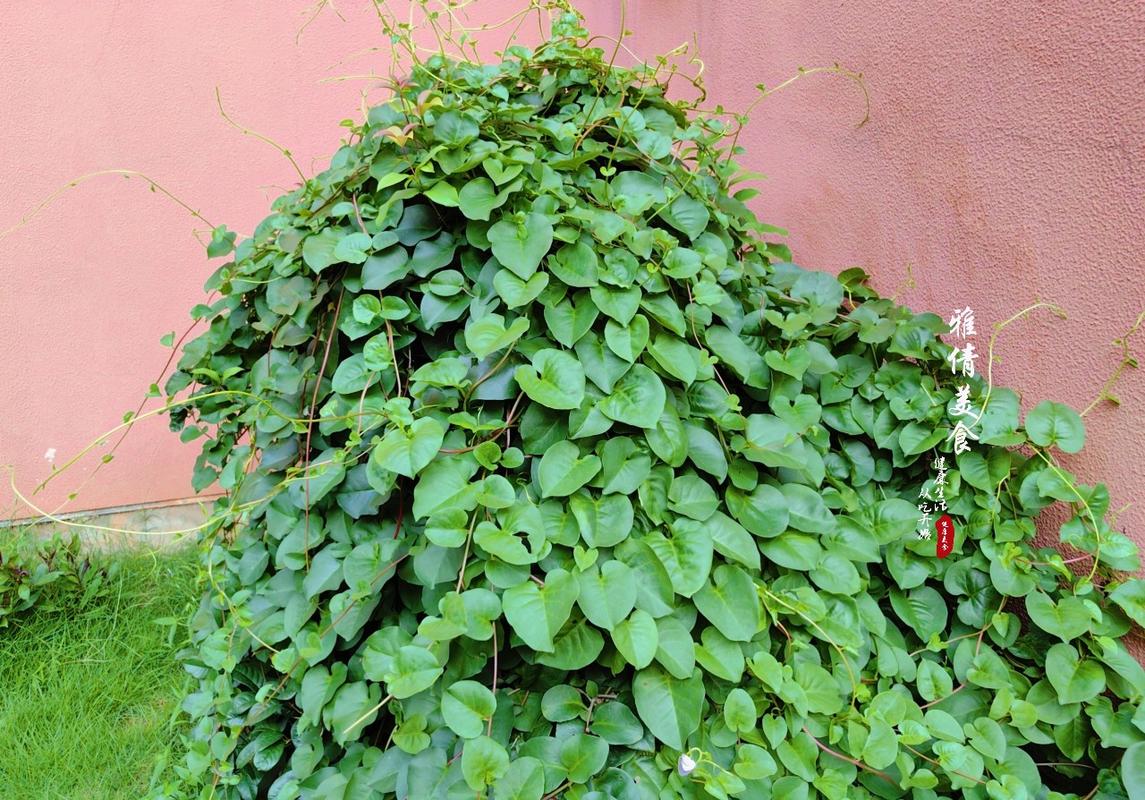 盆栽藤三七种植方法揭秘如何种植三七最好，耐湿藤蔓类植物垂直绿化的原因。