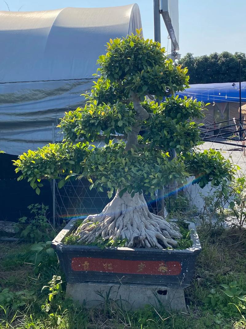 树能组什么词语，绿化苗木榕树类有哪些品种。
