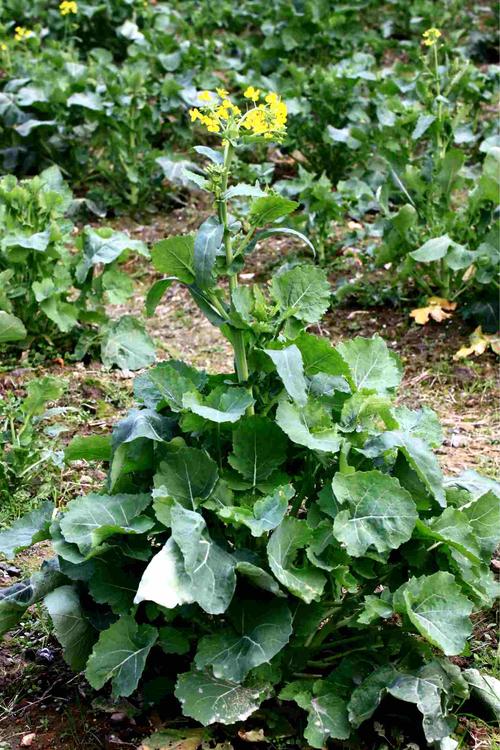 油菜是什么植物，油菜类绿化植物有哪些。
