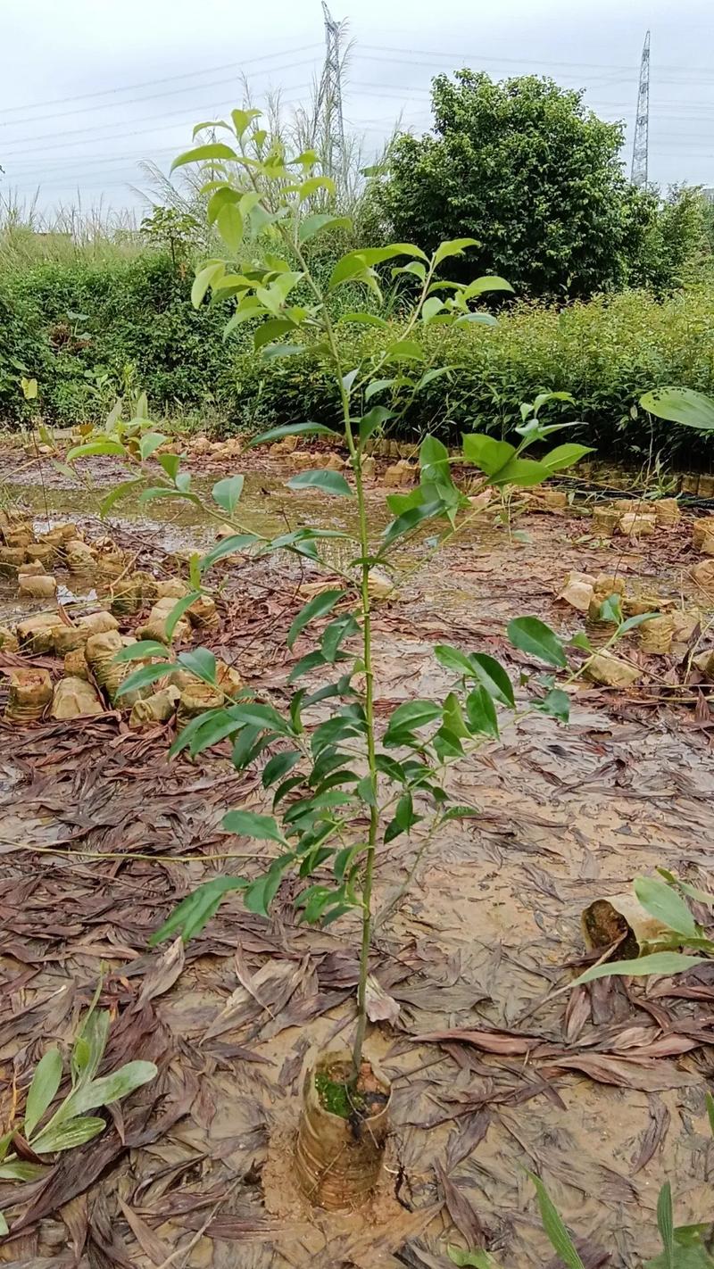 有多少种冬青苗木？它们对种植条件都有哪些要求，冬青类绿化植物有哪些图片。
