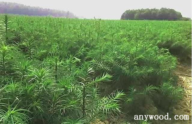 有40亩的荒山，种植杉树可行吗？未来的前景怎样，杉木算不算绿化苗木类别。
