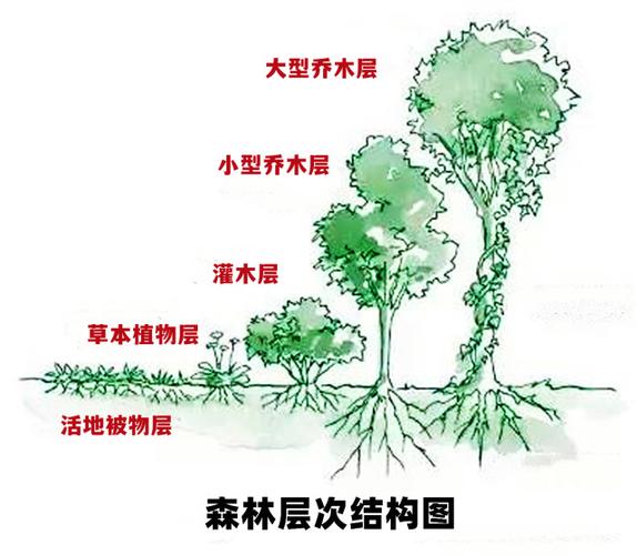 园林绿化乔木和灌木都有哪些树，园林绿化的树木和花类有哪些。