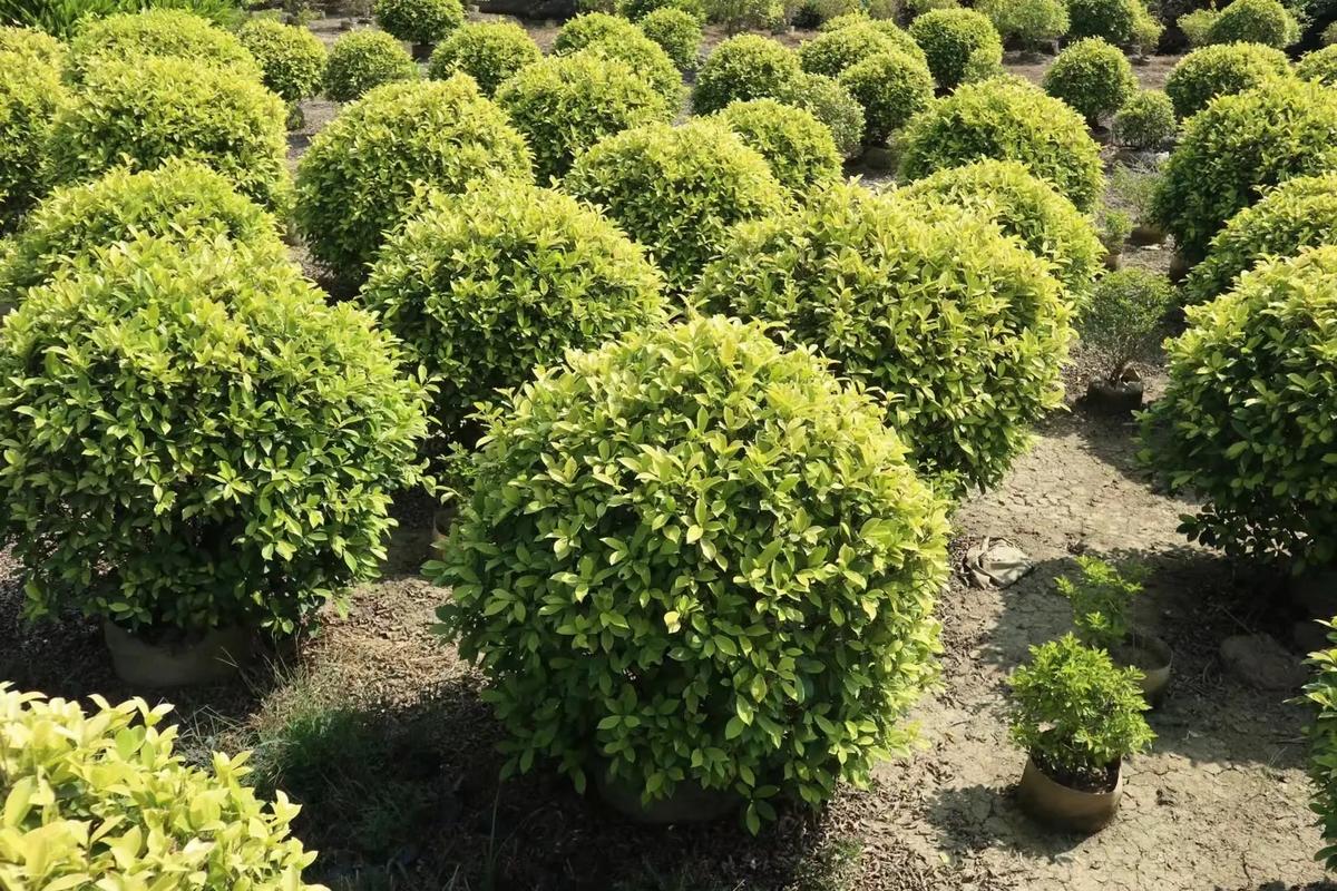 广东佛山地区适宜种植哪些作物，品种价值比较高的，佛山工程类园林绿化植物有哪些。