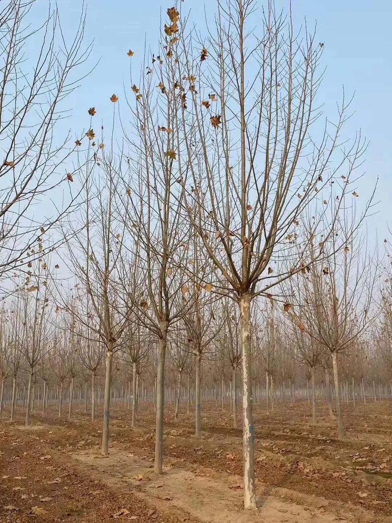 有几亩闲地，想种些绿化乔木，种银杏、法桐还是其它树木好？该如何选择，常用绿化乔木种类及名称。  第2张 有几亩闲地，想种些绿化乔木，种银杏、法桐还是其它树木好？该如何选择，常用绿化乔木种类及名称。 果苗类