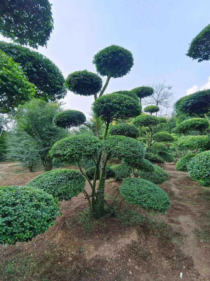 农村庭院种植哪些绿化植物好看又实用，庭院绿化有哪些树类图片大全。
