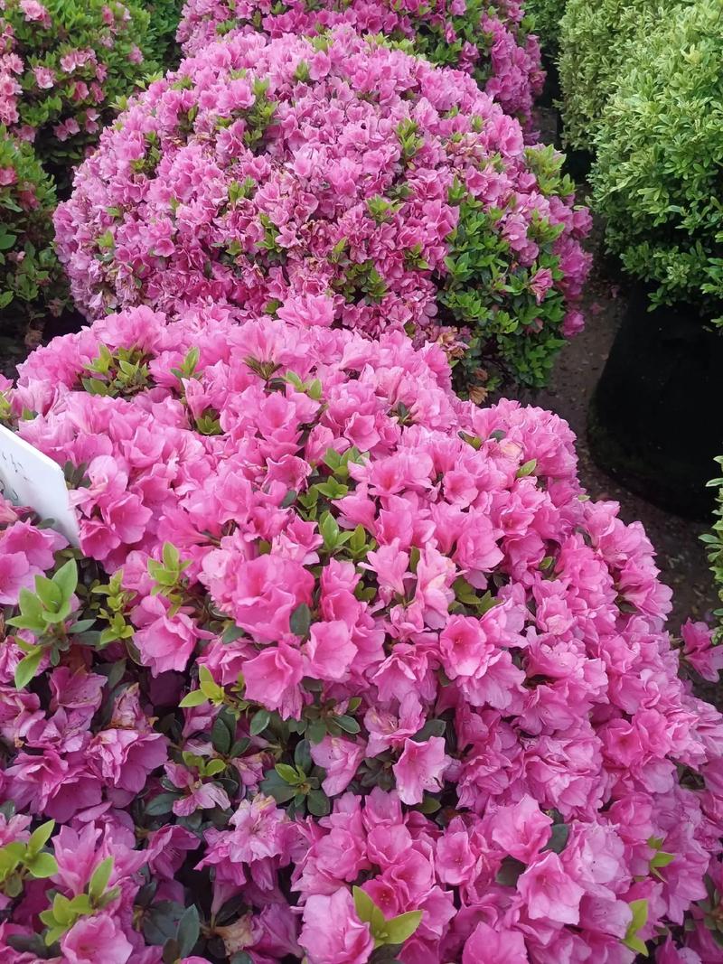 园林绿化花卉品种有哪些，绿化类开花植物有哪些图片。