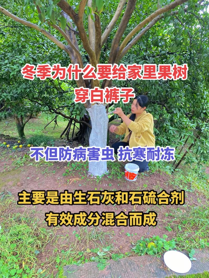 果树在冬季为什么要涂白?涂白有什么用途,树算不算绿化树类呢。 造型技术 果树在冬季为什么要涂白?涂白有什么用途,树算不算绿化树类呢。 第2张 果树在冬季为什么要涂白?涂白有什么用途,树算不算绿化树类呢。 造型技术