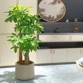 十大客厅耐阴耐寒绿植，室内绿化装饰类树木有哪些。