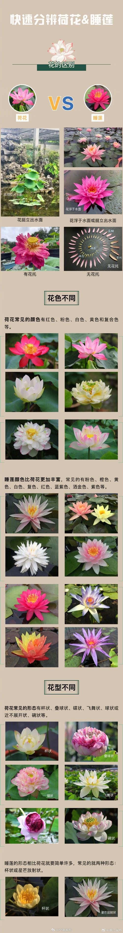 荷花属于一种什么植物，荷花睡莲算不算绿化树类呢。